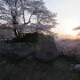 桜と石垣に射す夕陽