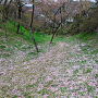 高遠城　桜の花びらが積もる空堀