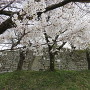 本丸石垣前で咲き乱れる桜