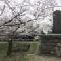 桜に囲まれた舞鶴城趾碑