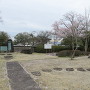 郡役所跡地横に咲く桜