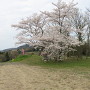 本丸跡に咲く満開の桜