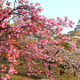 八重桜と天守北面