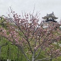 八重桜と天守