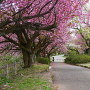 公園入口付近の八重桜