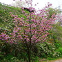 本丸切岸と八重桜