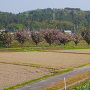 東側からの八重桜と本丸土塁