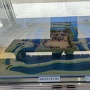 勝幡城 復元模型