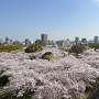 福岡城の桜の海原