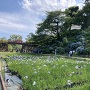 小田原城　満開の紫陽花と菖蒲
