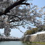 桜と堀と石垣と（2012年）[提供：岸和田市]