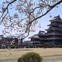 陽気な春の松本城と桜