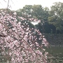 大手町駅方面から見た桔梗濠と垂れ桜