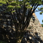 大納戸櫓の石垣