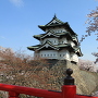桜満開の弘前城