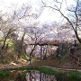 桜雲橋の水鏡