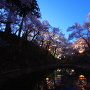 高遠城址公園の夜桜[提供：伊那市観光協会]