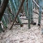 伊勢上野城 竹藪の中の曲輪群 土橋