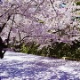 桜の外濠
