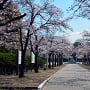 城址公園 桜並木