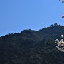 金華山と桜