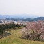 天守から四重櫓桜