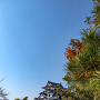 秋の彦根城