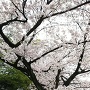 下茶屋公園入口の桜
