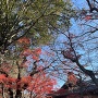 懐古神社と紅葉