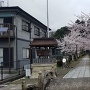 日吉神社の桜の参道