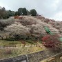 小原川見の四季桜