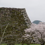北側の石垣と桜