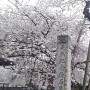 石戸蒲ザクラ(日本五大桜)