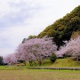 南山裾帯郭の桜並木