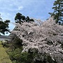 二の丸の桜