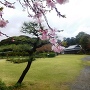 秋元別邸と桜