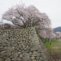 枝垂れ桜と石垣