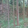 滝山城址