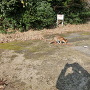 姫路城西の景福寺公園　狐