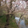 上田城の堀と桜
