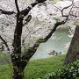 桜と石垣…江戸城千鳥ヶ淵