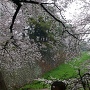 外堀の桜