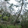 桜＆野面積み