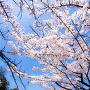 表門の桜