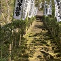 杉本城　杉本寺の苔の階段