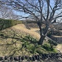 横須賀城跡の丸石石垣