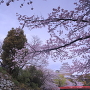 桜撮影の定番スポット（早朝）