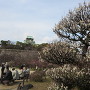 大坂城の梅