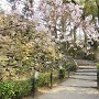 岡崎城石垣と桜