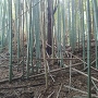 竹藪の中の土塁